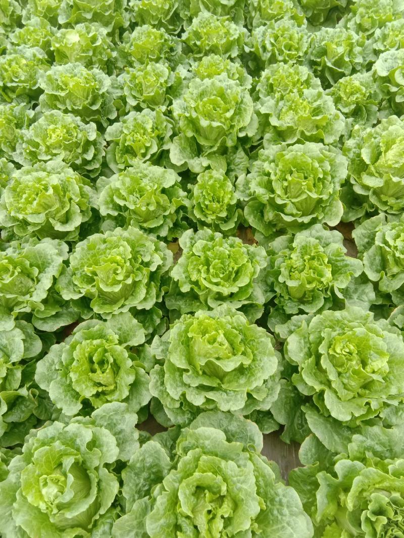 本菜农主营生菜，油麦菜，欢迎各位老板前来订购！