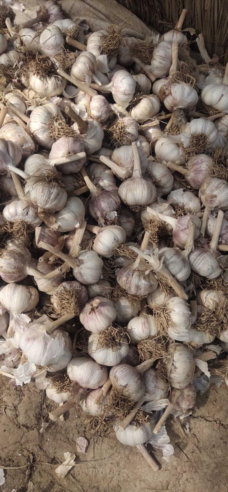 紫皮红瓣蒜种河北大名优质大蒜，精品蒜种，诚信经营保证质量