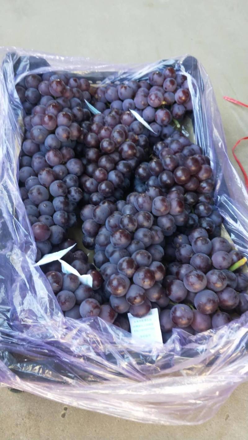 河北葡萄冷库储存精品巨峰葡萄颗粒大甜度高含糖量17以上