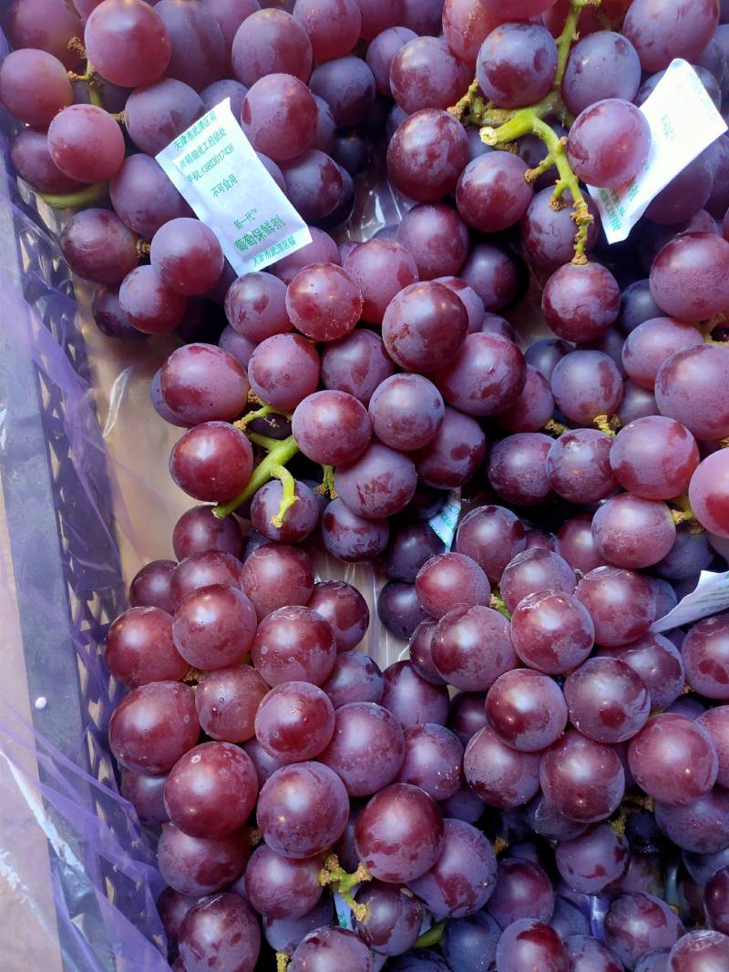 河北葡萄冷库储存精品巨峰葡萄颗粒大甜度高含糖量17以上