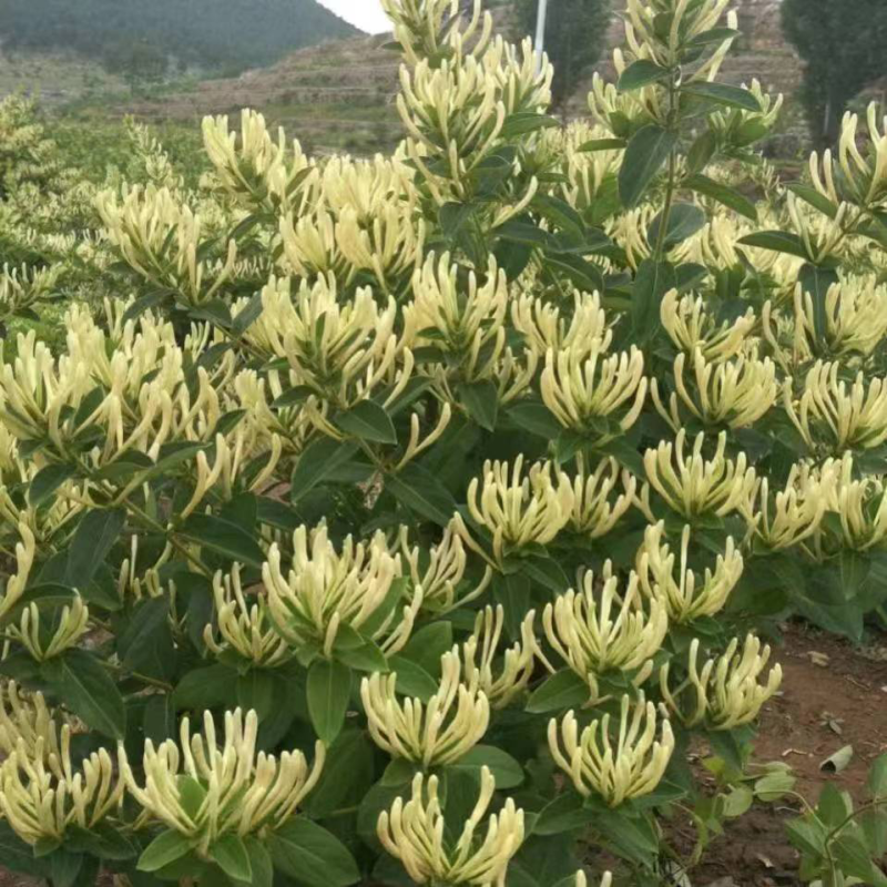 金银花。两证一签，死苗补发，提供技术指导苗圃直发