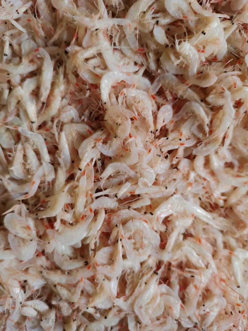 虾皮，渤海湾虾皮，毛虾，一手货源，量大从优