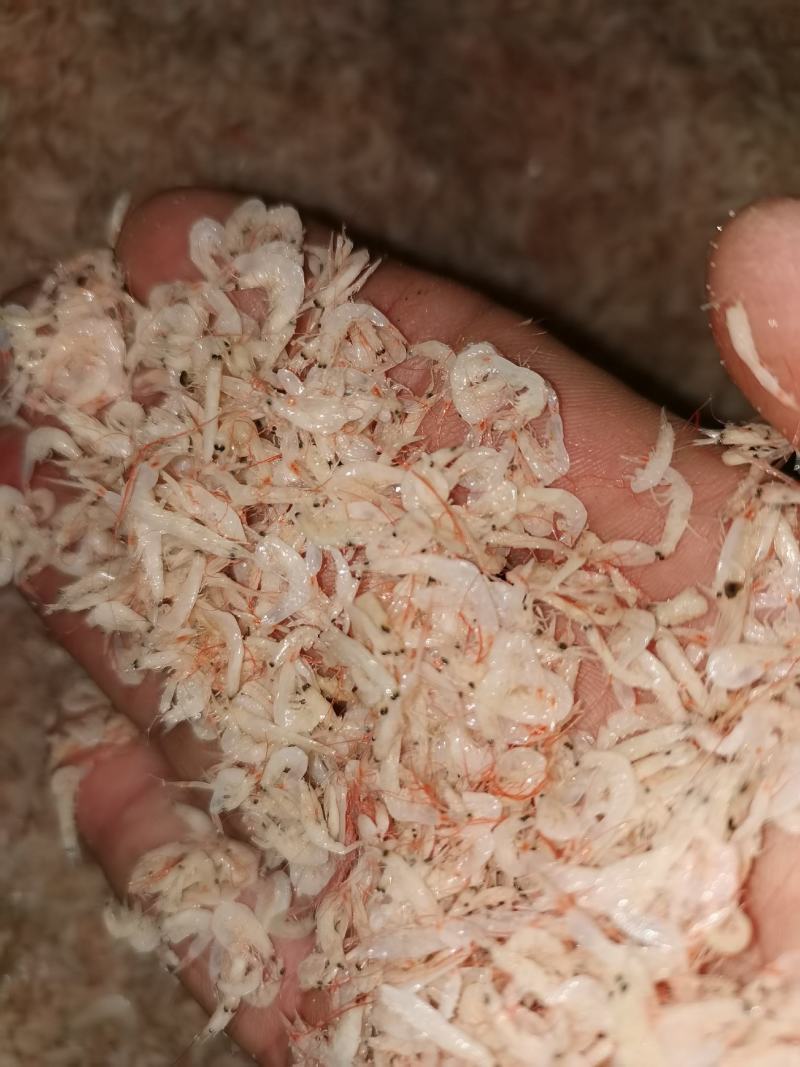 虾皮，渤海湾虾皮，毛虾，一手货源，量大从优