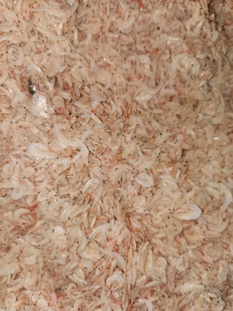 虾皮，渤海湾虾皮，毛虾，一手货源，量大从优