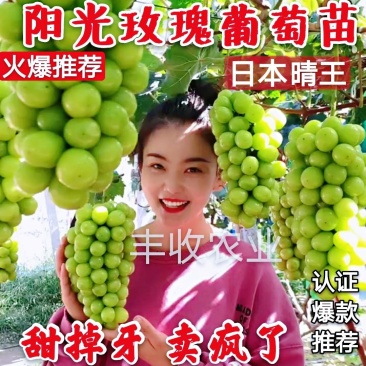 【火爆推荐】阳光玫瑰葡萄苗香印晴王卖疯了甜掉牙包邮
