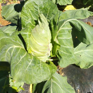 牛心甘蓝菜，销售量大