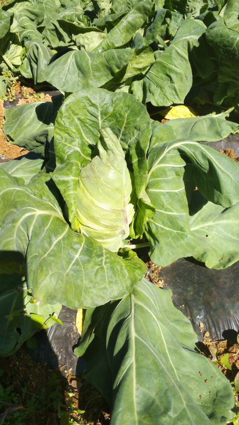 牛心甘蓝菜，销售量大