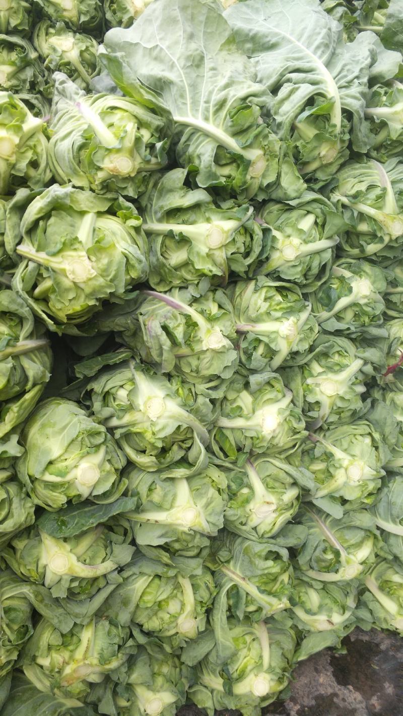 牛心甘蓝菜，销售量大