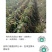 自家种植黄金黄谷子，色泽金黄，口感好，米香味浓。