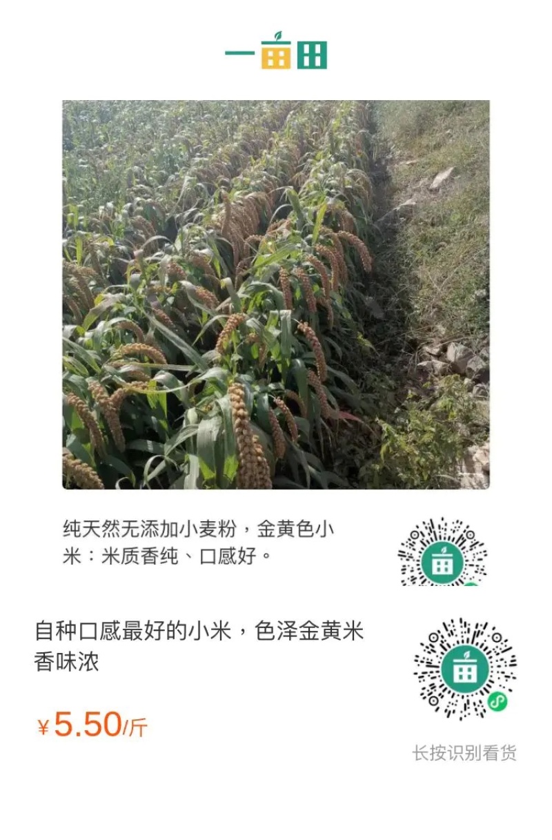 自家种植黄金黄谷子，色泽金黄，口感好，米香味浓。