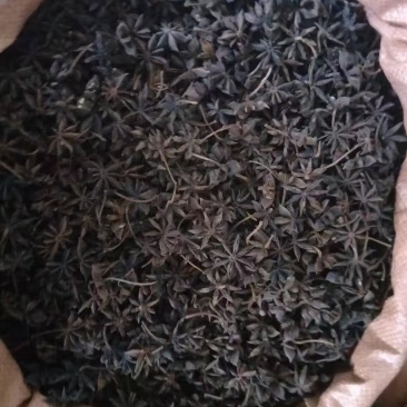 干枝八角，大量批发有货。