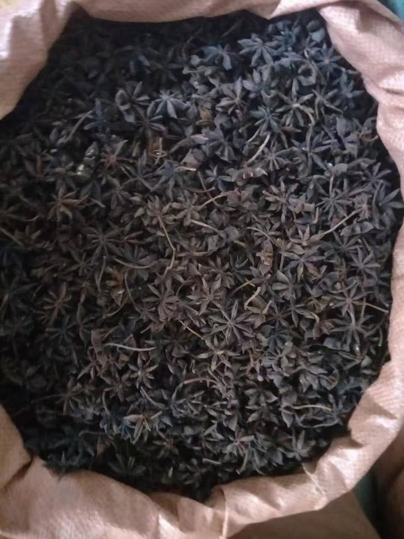干枝八角，大量批发有货。