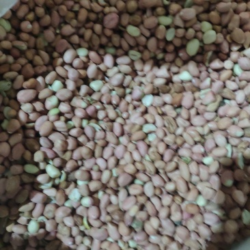 大量花生米要的联系现磕花生优质榨油筛选籽粒饱满