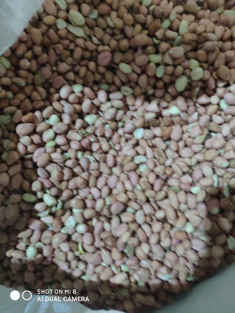 大量花生米要的联系现磕花生优质榨油筛选籽粒饱满
