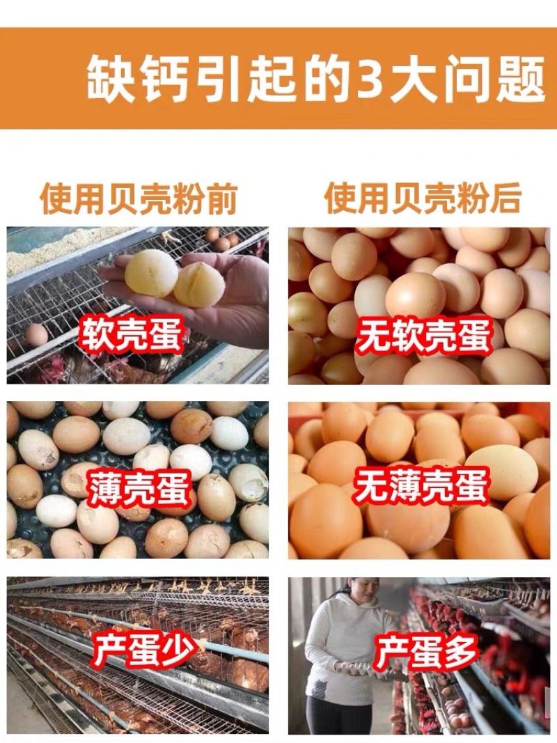 贝壳粉蛋鸡饲料添加剂鸭鹅用预混料鹌鹑高钙粉鸽子补钙
