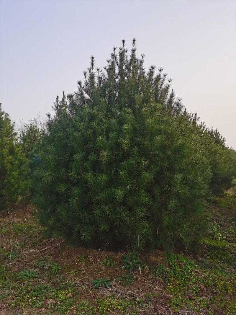 精品白皮松江苏白皮松树1米至3米基地直销量大从优