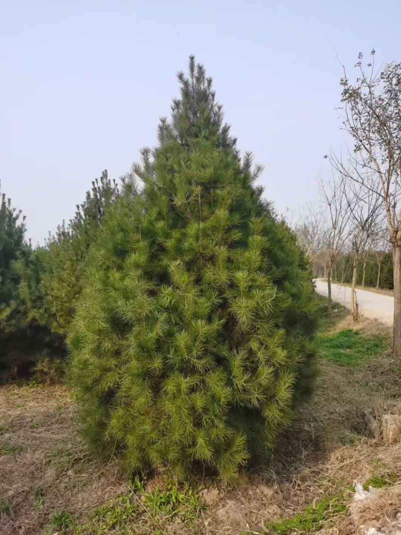 精品白皮松江苏白皮松树1米至3米基地直销量大从优
