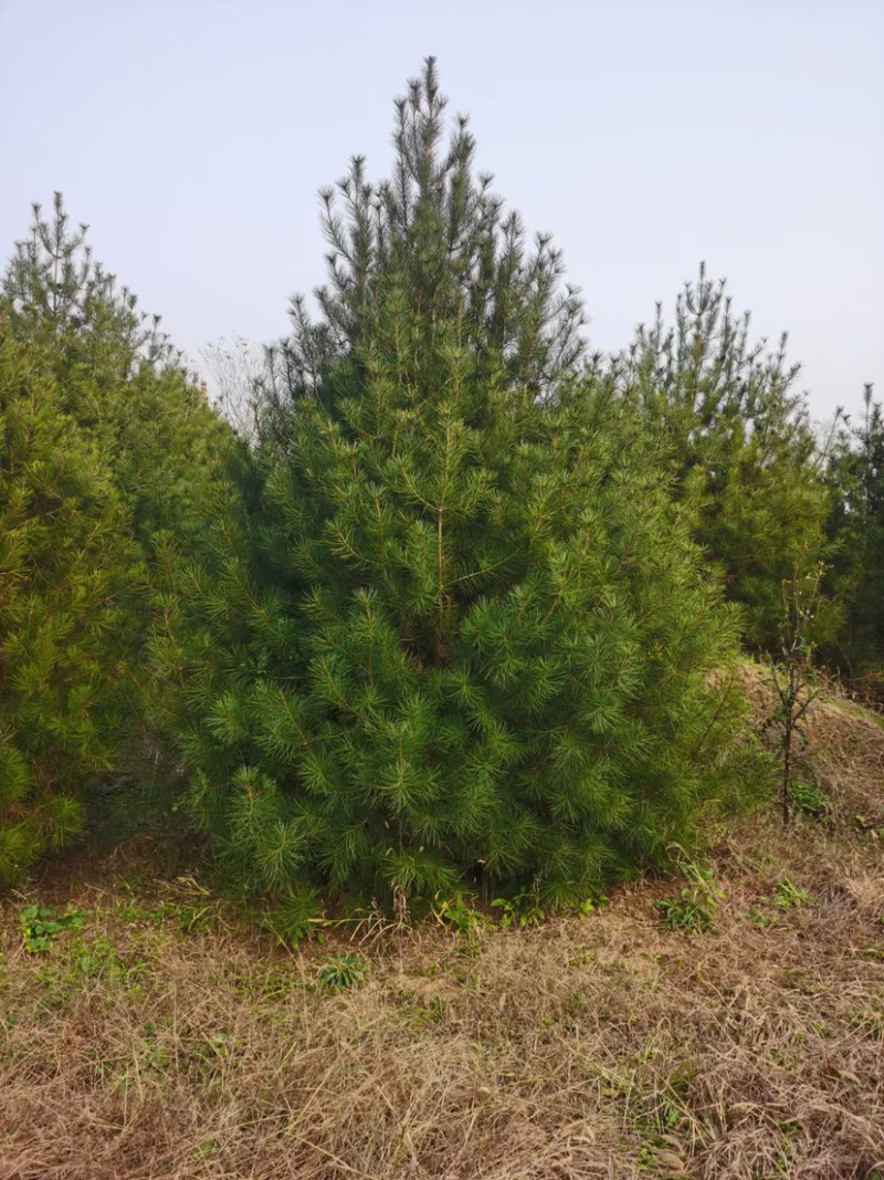 精品白皮松江苏白皮松树1米至3米基地直销量大从优