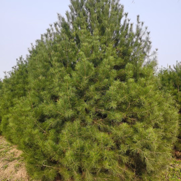 精品白皮松江苏白皮松树1米至3米基地直销量大从优