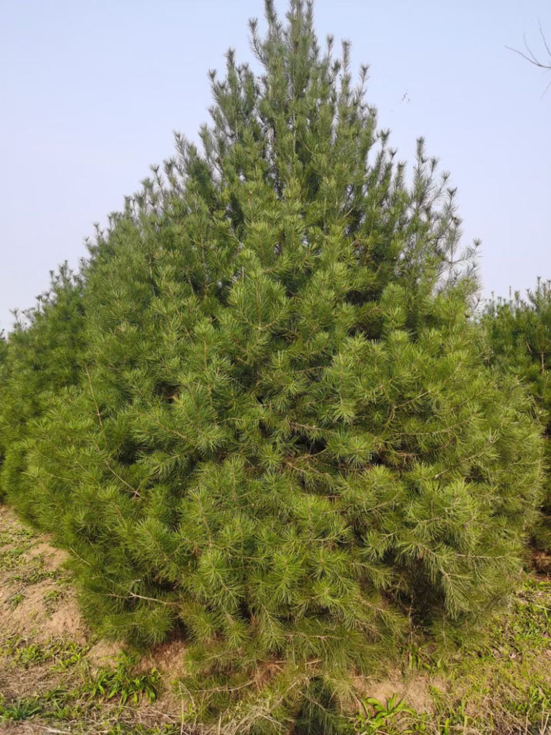 精品白皮松江苏白皮松树1米至3米基地直销量大从优