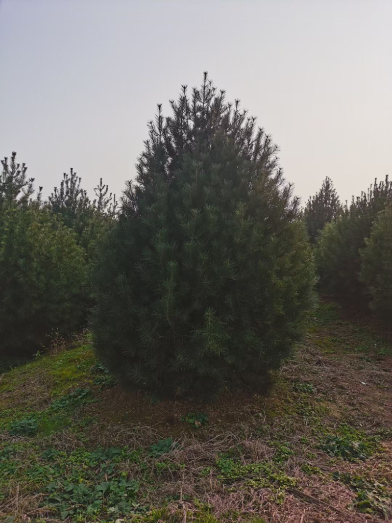 精品白皮松江苏白皮松树1米至3米基地直销量大从优