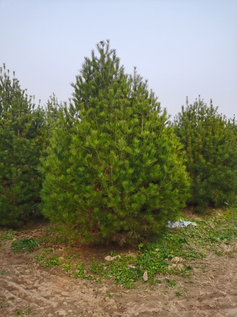 精品白皮松江苏白皮松树1米至3米基地直销量大从优