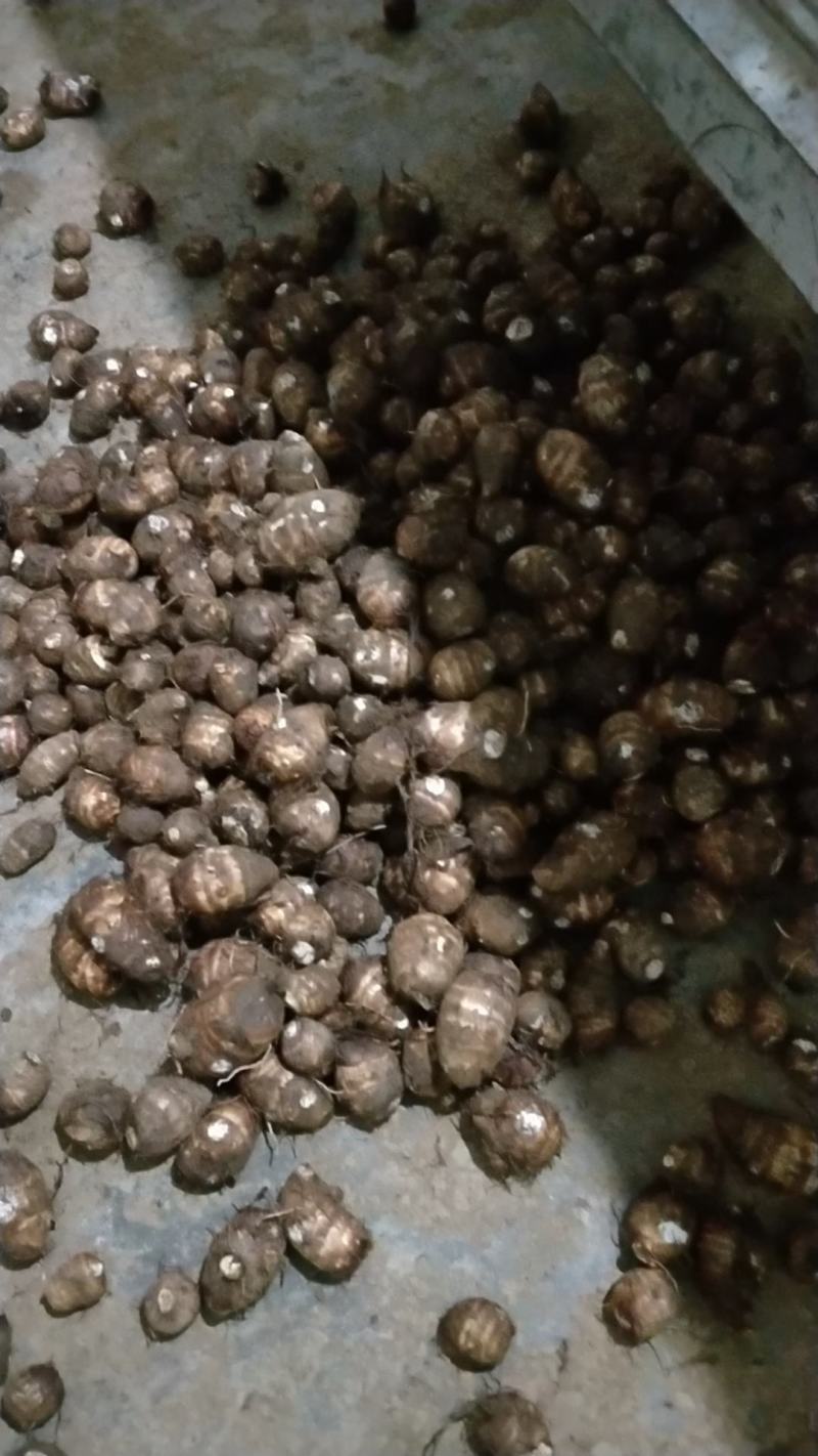 白芽芽大量上市，欢迎光临采购！