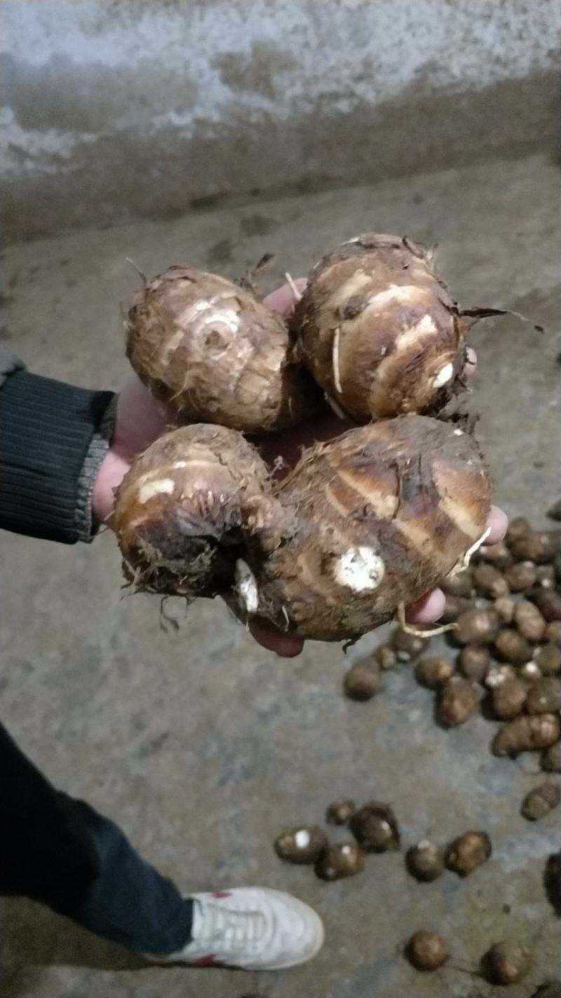 白芽芽大量上市，欢迎光临采购！