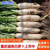 重庆潼南精品白萝卜诚信经营水洗包装分拣打冷一条龙