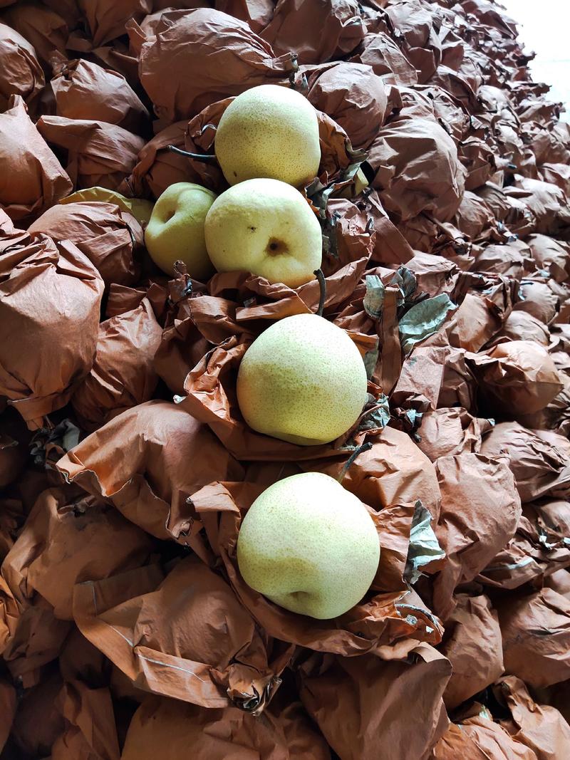 陕西蒲城酥梨大量现货，果面干净，口感好，产地直发！