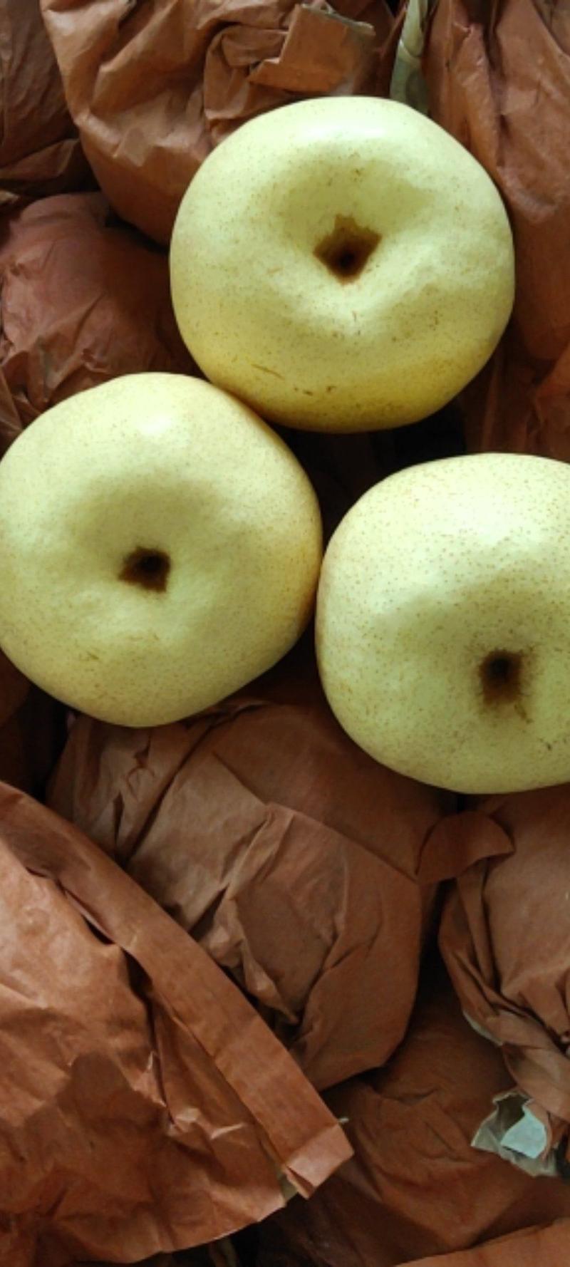 陕西蒲城酥梨大量现货，果面干净，口感好，产地直发！