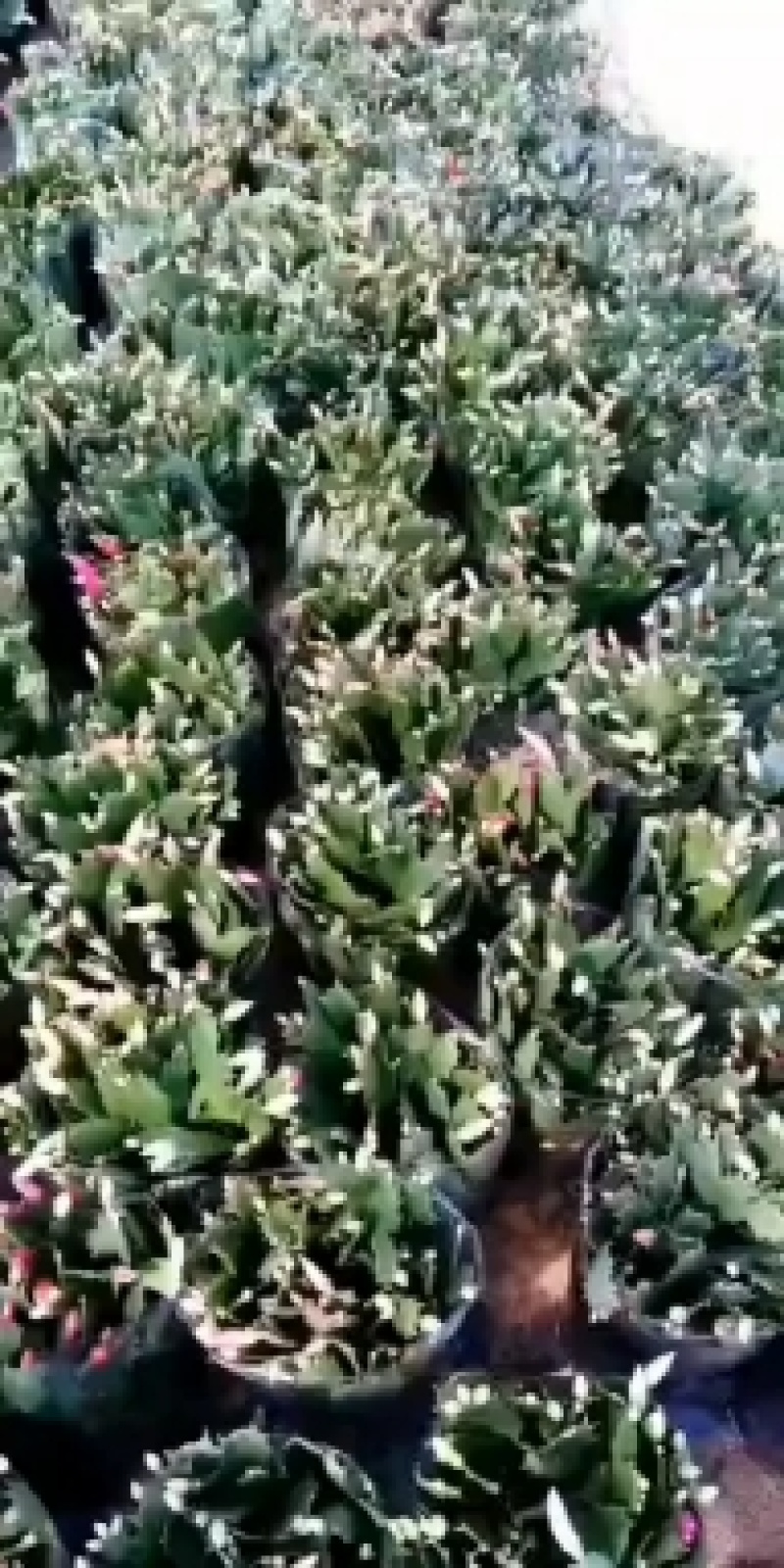 大量供应蟹爪兰，贺兰红，带花苞，规格颜色齐全，量大优惠