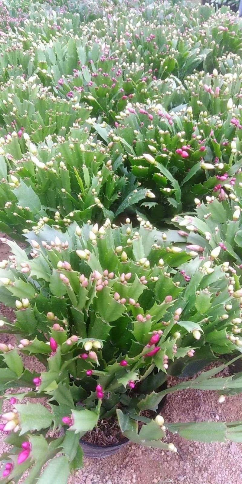 大量供应蟹爪兰，贺兰红，带花苞，规格颜色齐全，量大优惠