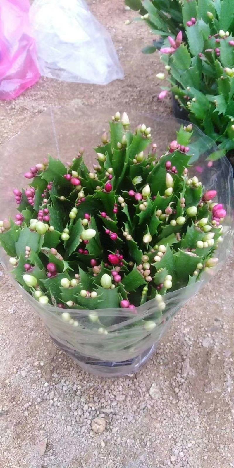 大量供应蟹爪兰，贺兰红，带花苞，规格颜色齐全，量大优惠
