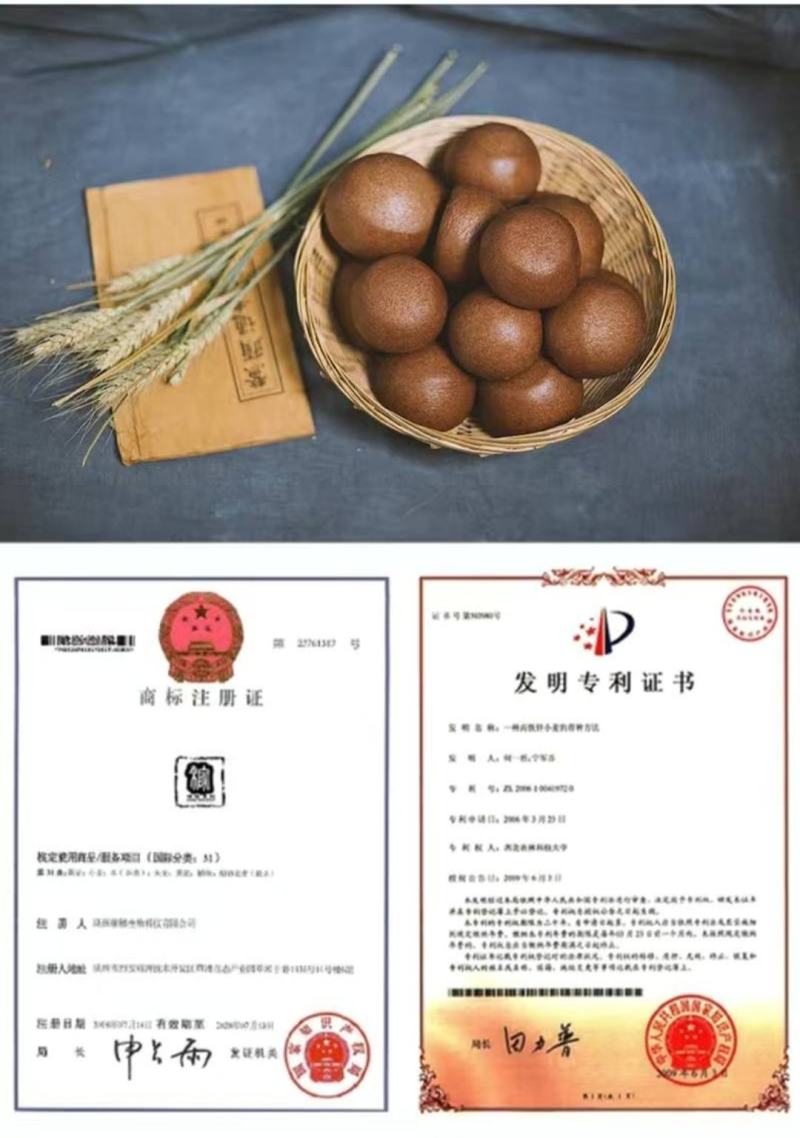秦黑一号血麦全麦面粉家用无蔗糖低脂低筋粗粮含麦麸糖尿人群