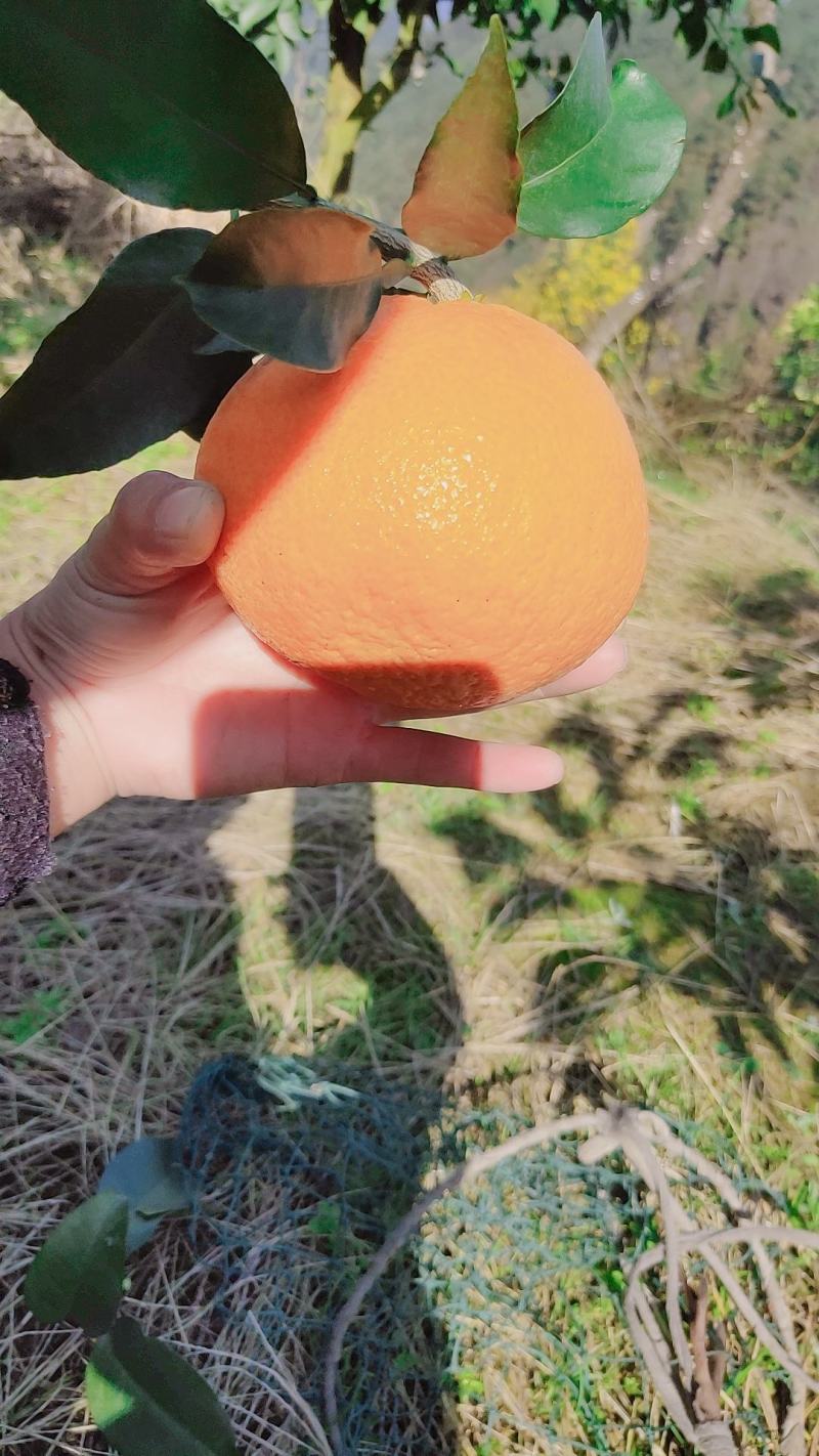 爱媛果冻橙好吃化渣，老少皆宜