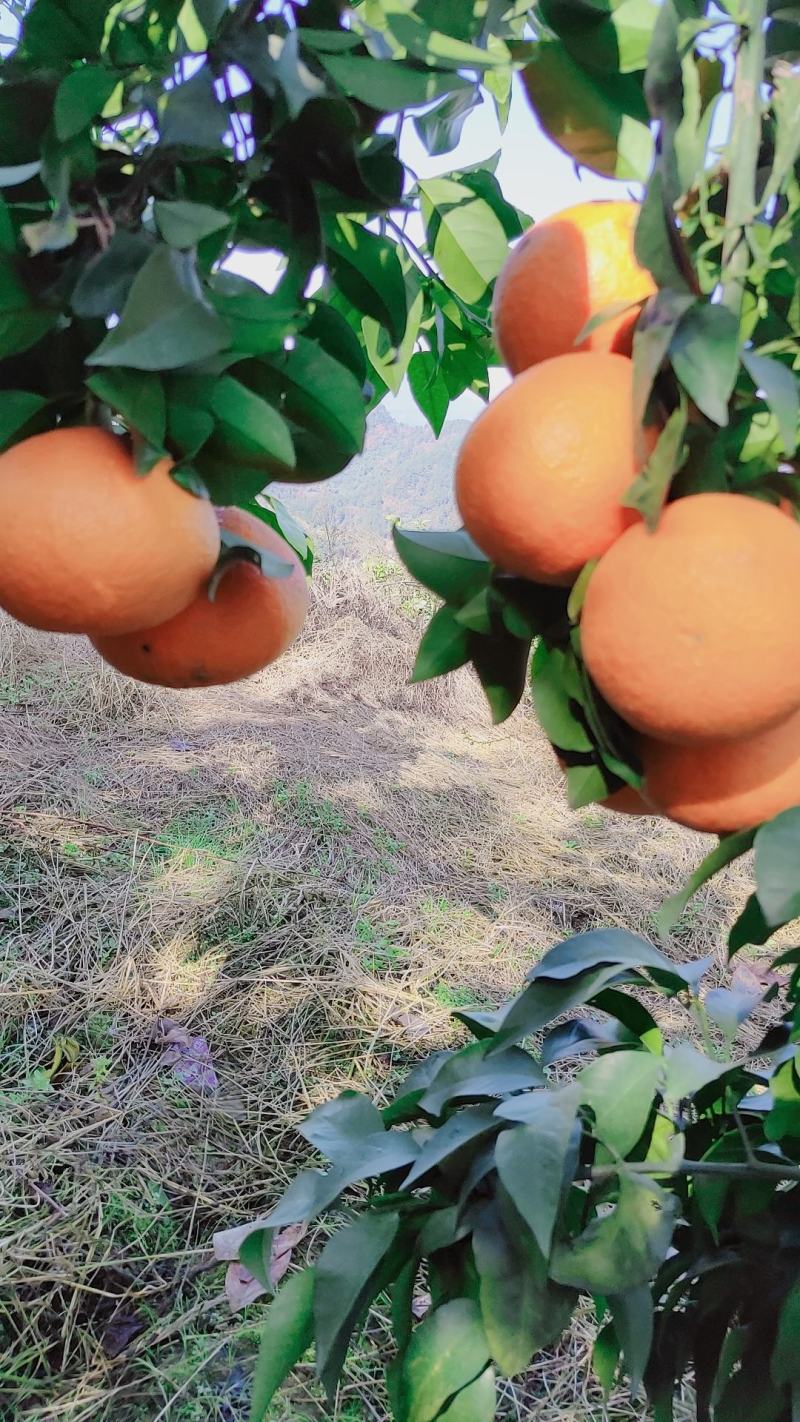 爱媛果冻橙好吃化渣，老少皆宜
