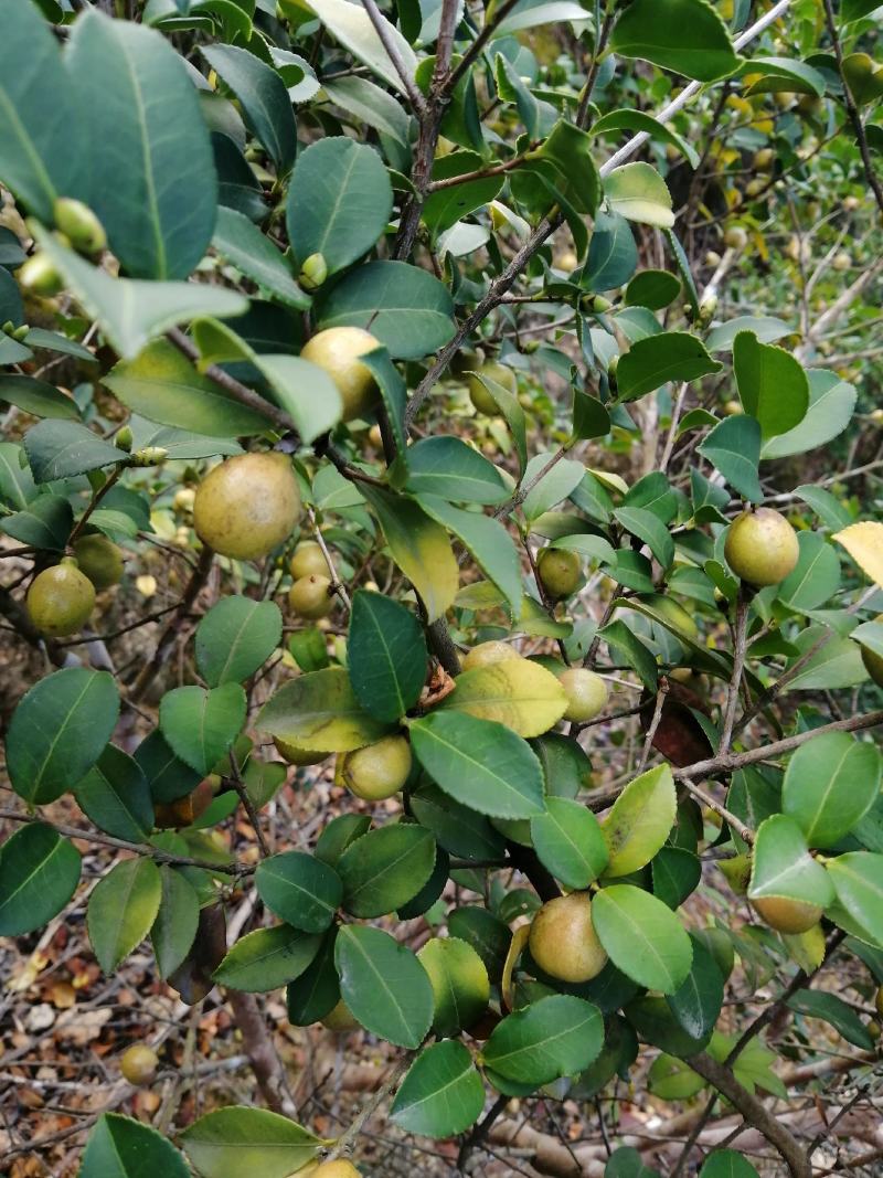 自家醇正香浓的山茶油