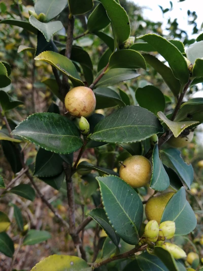 自家醇正香浓的山茶油