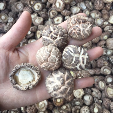 【找好货】花菇干货新货肉厚剪脚原产地一手货源货源充足批发