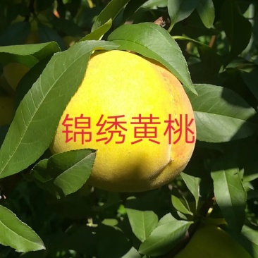 锦绣黄桃苗一年二年三年树苗