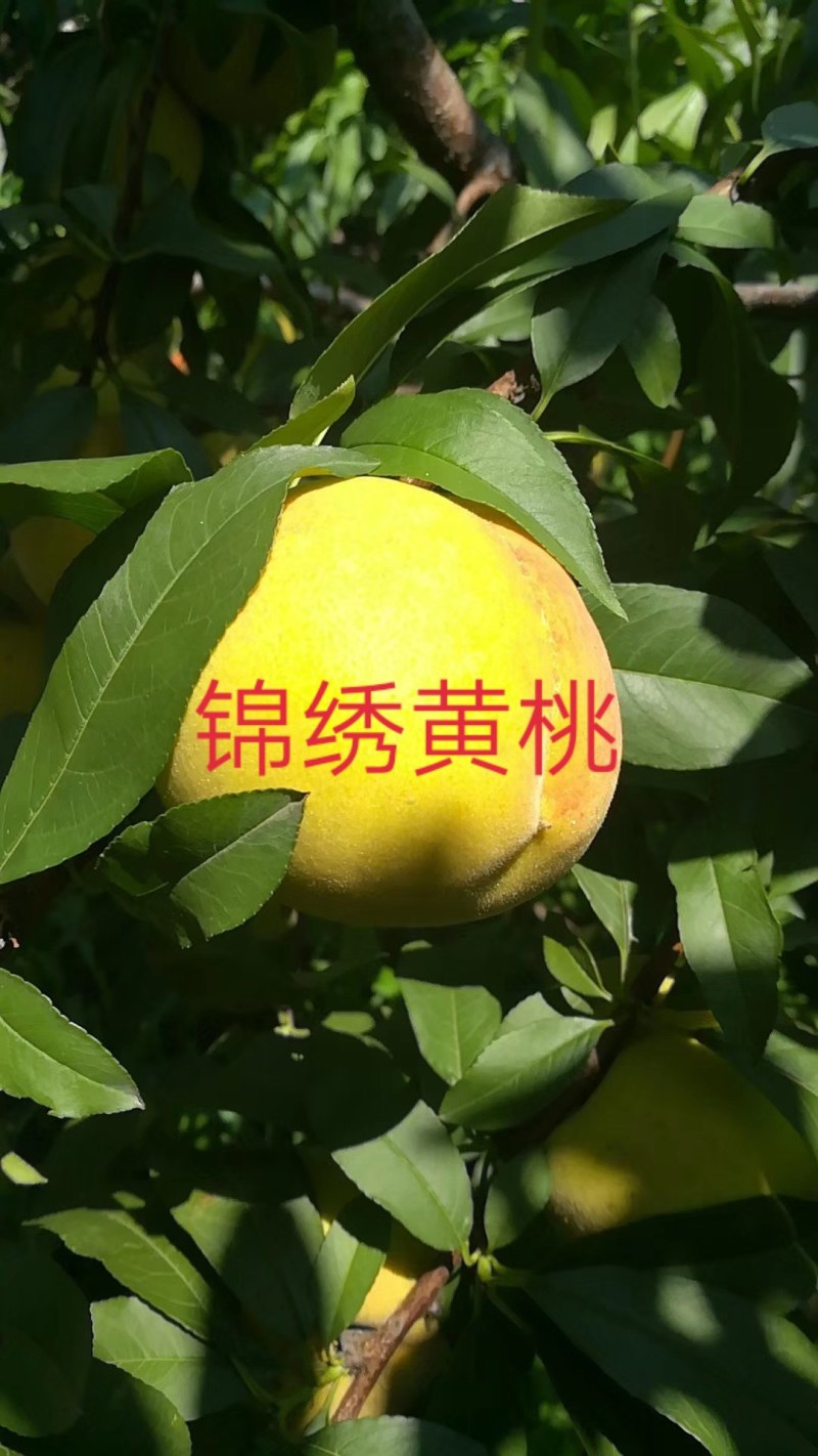 锦绣黄桃苗一年二年三年树苗
