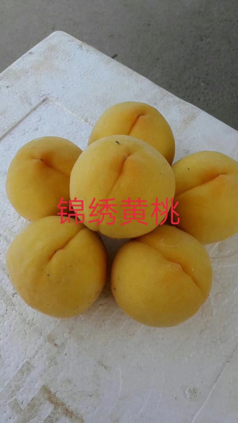 锦绣黄桃苗一年二年三年树苗