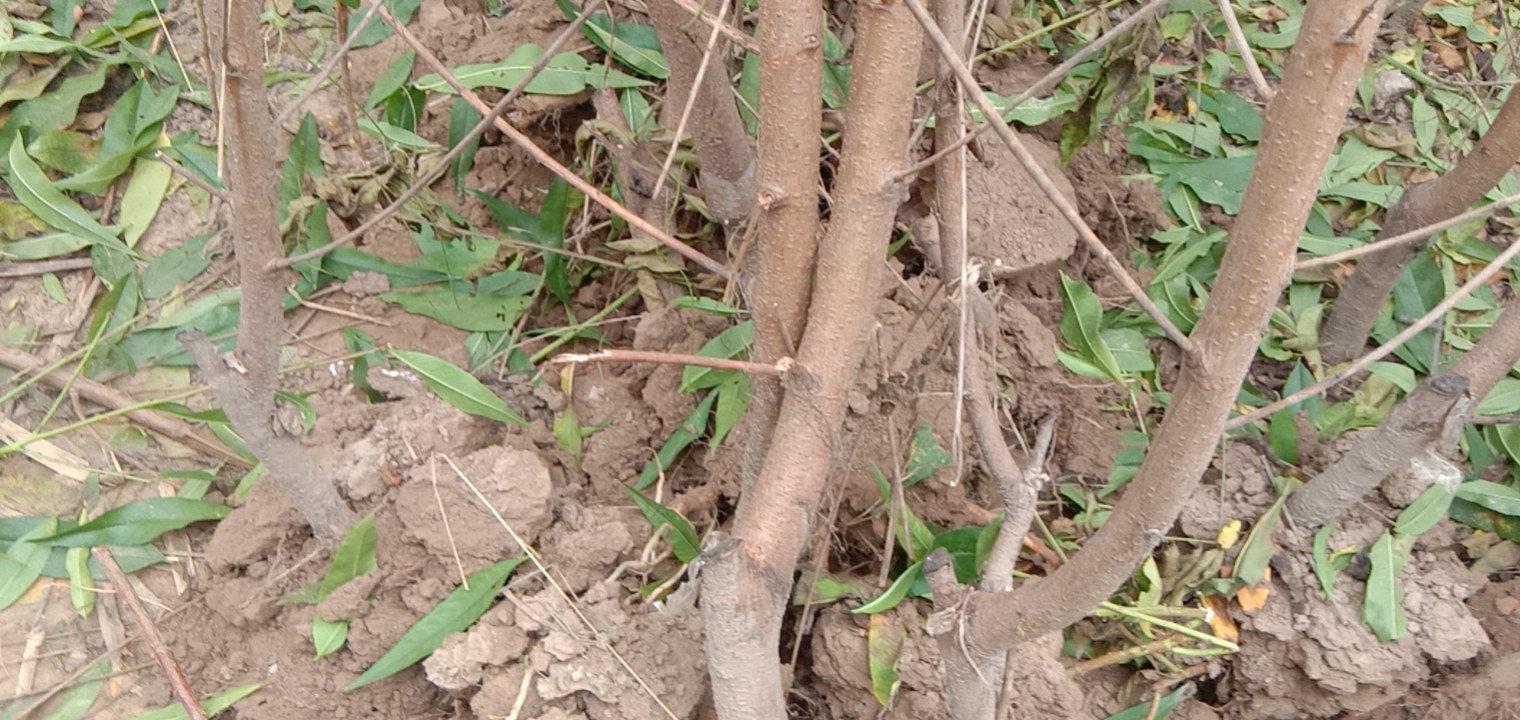 黄桃种苗基地区域分布示意图