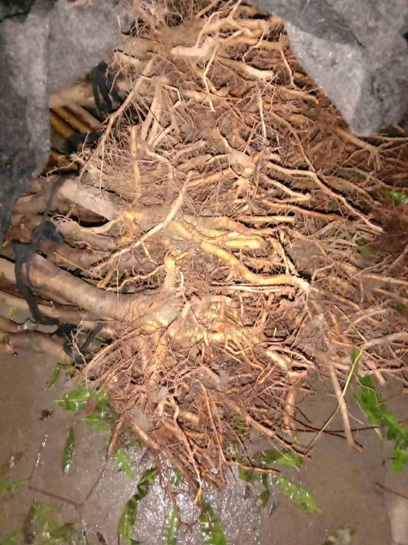 锦绣黄桃苗一年二年三年树苗