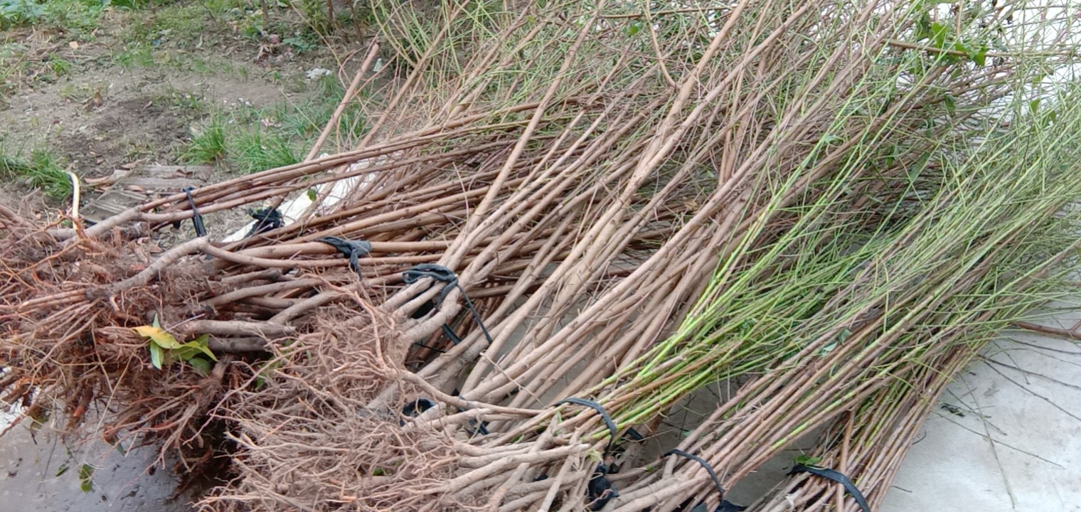 黄果树苗定植过程示意图