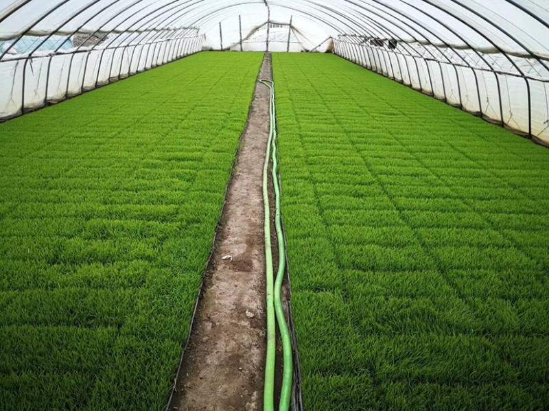 精选东北2021新水稻绥粳18自助碾米机专用