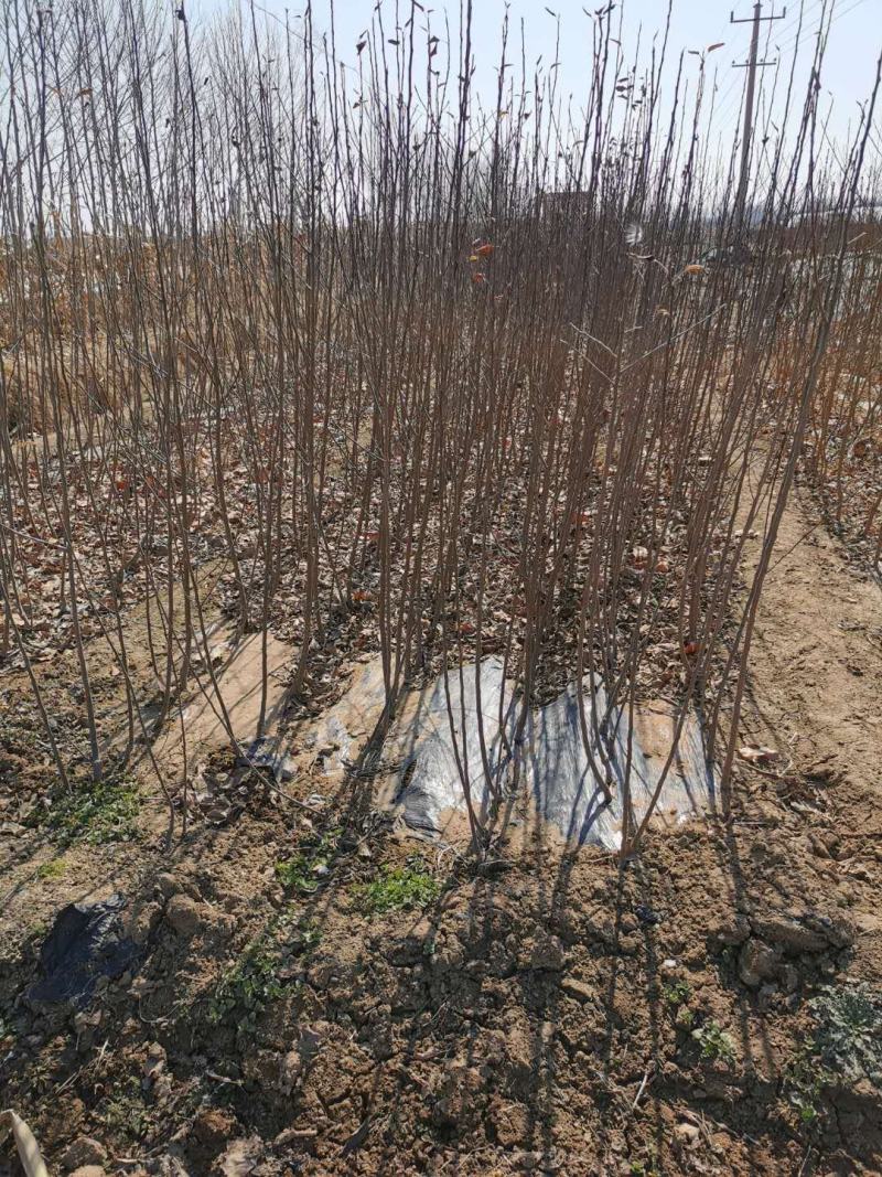 【精选】矮化红富士苹果苗烟富十号苹果苗全红富士苹果苗