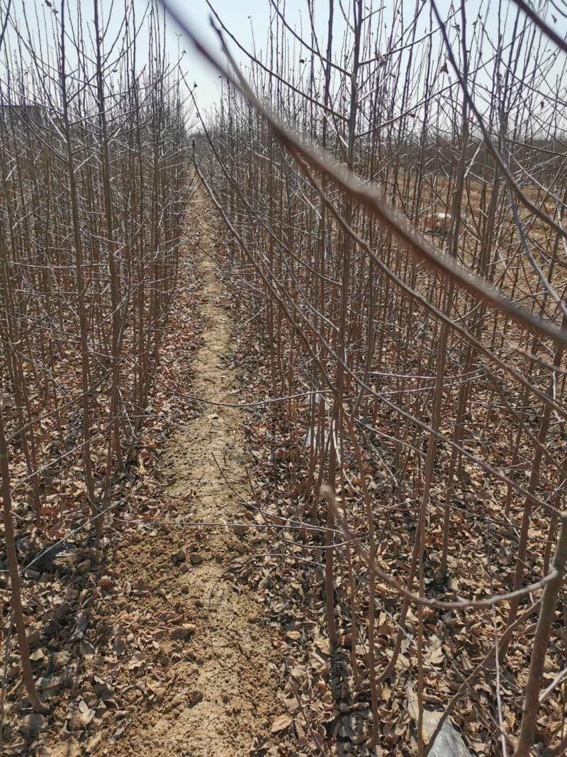 【精选】矮化红富士苹果苗烟富十号苹果苗全红富士苹果苗