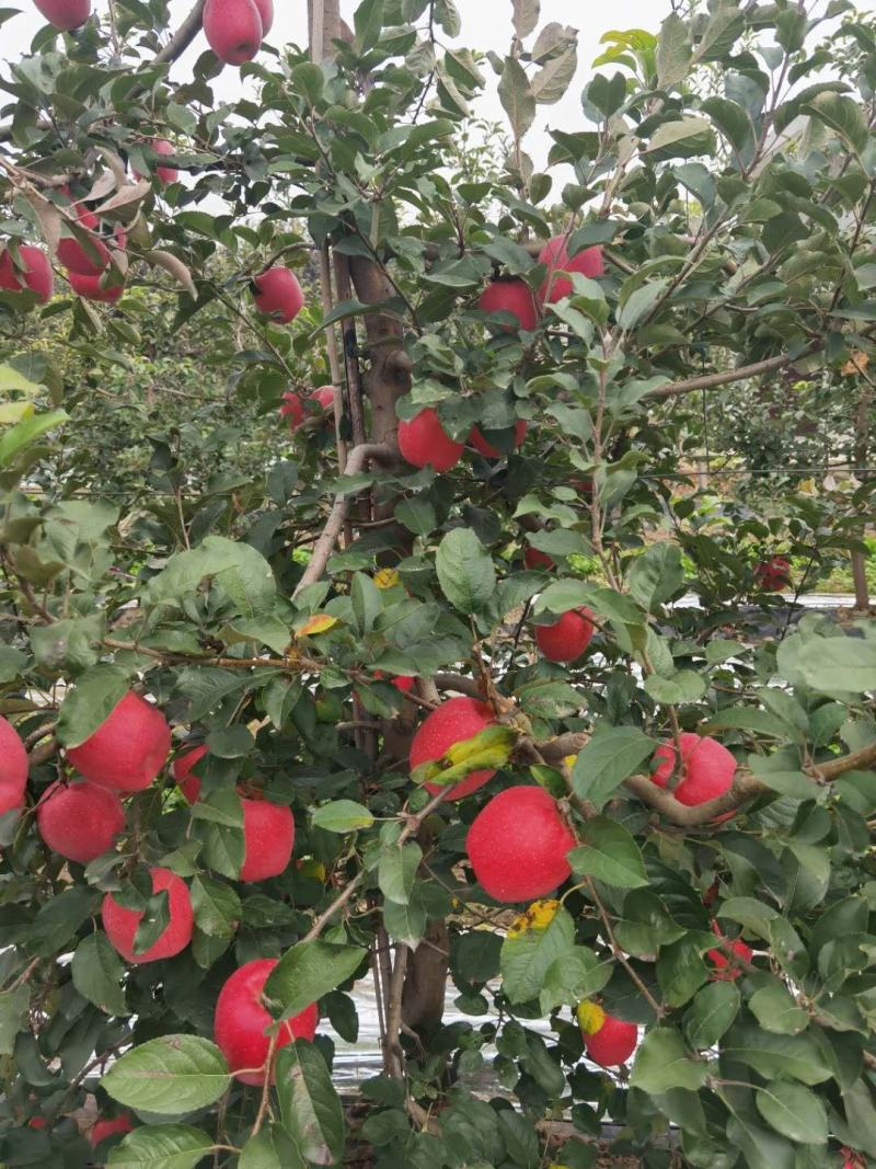 【精选】矮化红富士苹果苗烟富十号苹果苗全红富士苹果苗